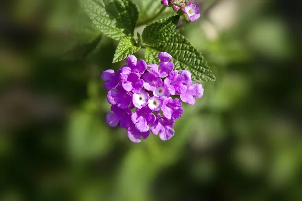 Floral — Fotografie, imagine de stoc