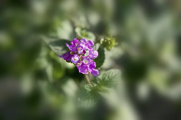 Floral — Photo