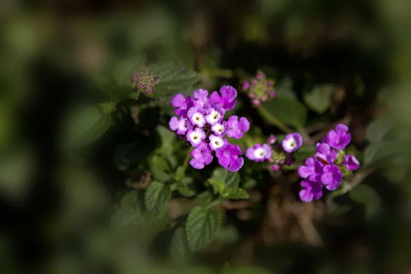 Kukkanen — kuvapankkivalokuva