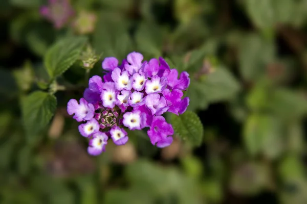 Floral — Fotografia de Stock