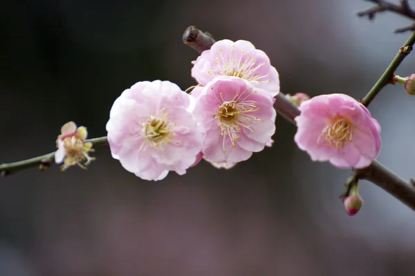 White plum blossom — Stock Photo, Image