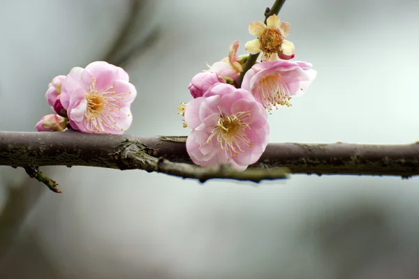 Fehér plum blossom — Stock Fotó