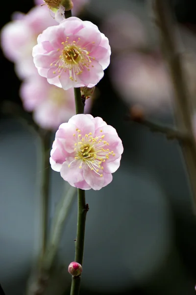 stock image White plum blossom