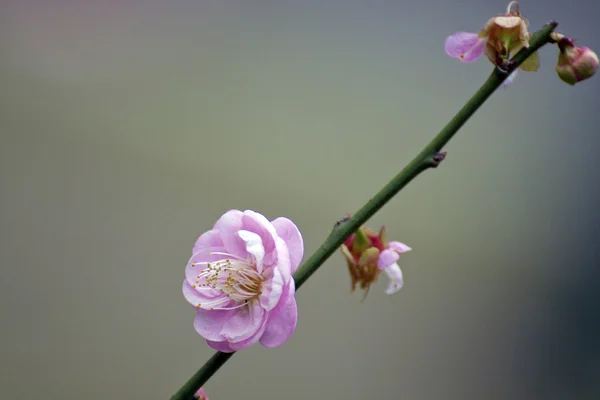 Fiore di prugna bianco — Foto Stock
