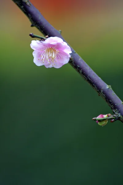 Flor de ameixa branca — Fotografia de Stock