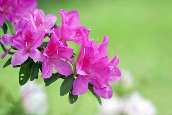 Farverig flora - Stock-foto