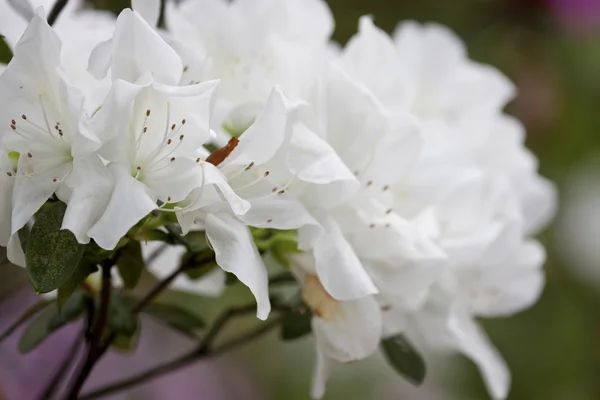 Flora branca — Fotografia de Stock