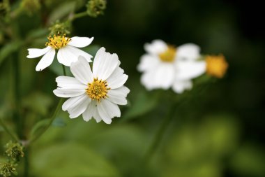 Bidens