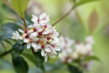 White flora