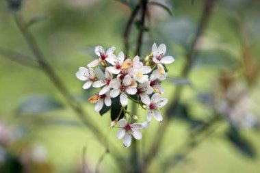 White flora