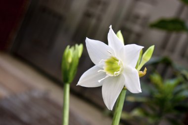 White flora