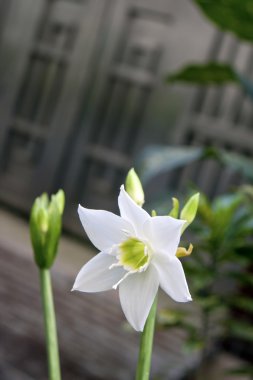 White flora