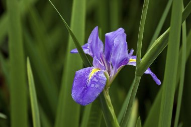 renkli flora