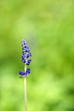 renkli flora