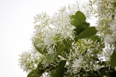 Chionanthus retusus clipart