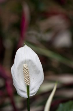 White flora