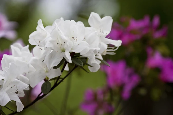 Flora blanca — Foto de Stock