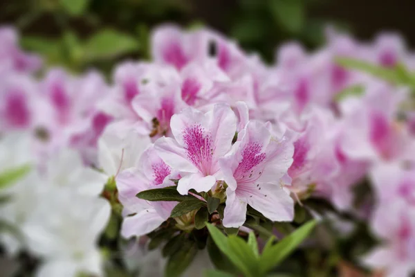 Hvit flora – stockfoto