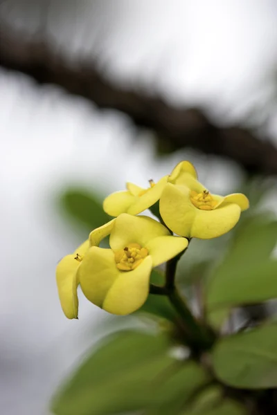 Gele flora — Stockfoto