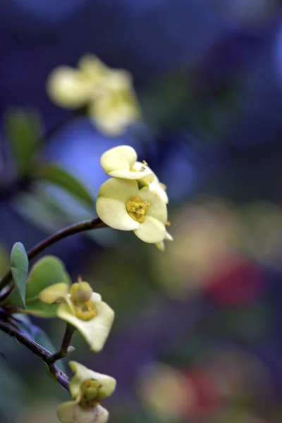 Желтая флора — стоковое фото