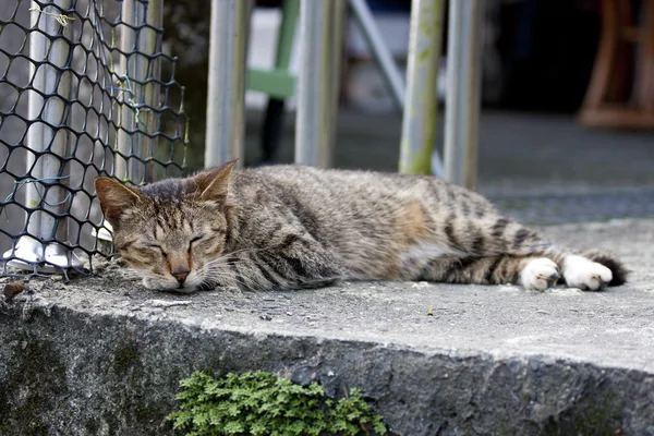 Katzenkatze — Stockfoto