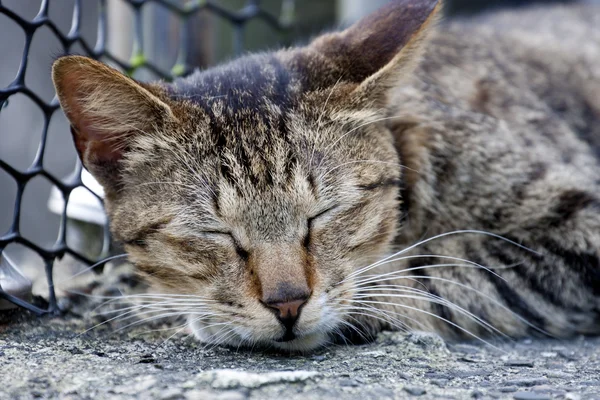 Sleeping Cat — Stock Photo, Image