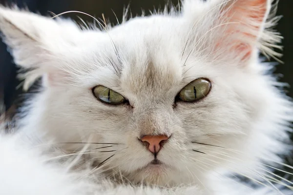 Злой персидский кот — стоковое фото