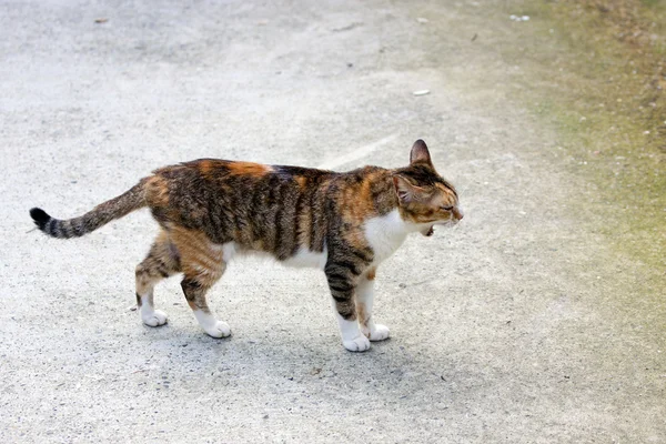 Kot kotek — Zdjęcie stockowe