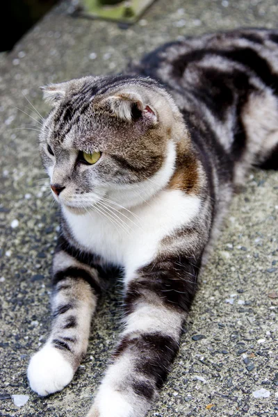 Kitty Cat — Stock Photo, Image