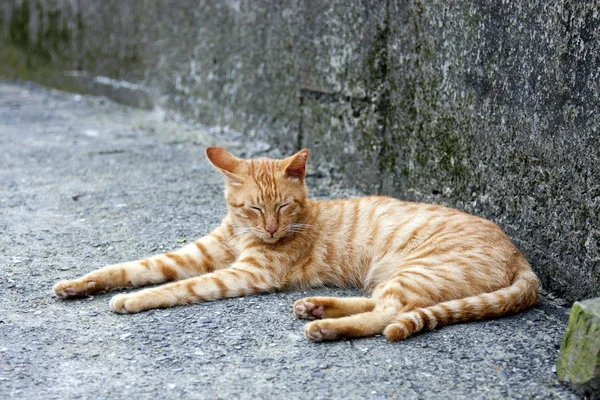 Γατούλα γάτα — Φωτογραφία Αρχείου