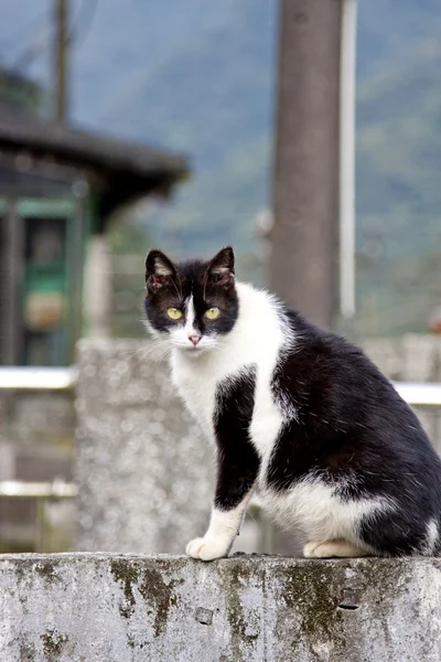 Gatito gato — Foto de Stock