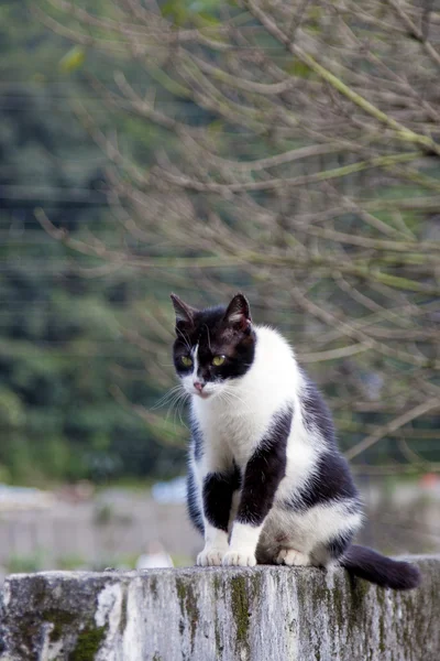 Gattino gatto — Foto Stock