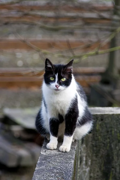 Kot kotek — Zdjęcie stockowe