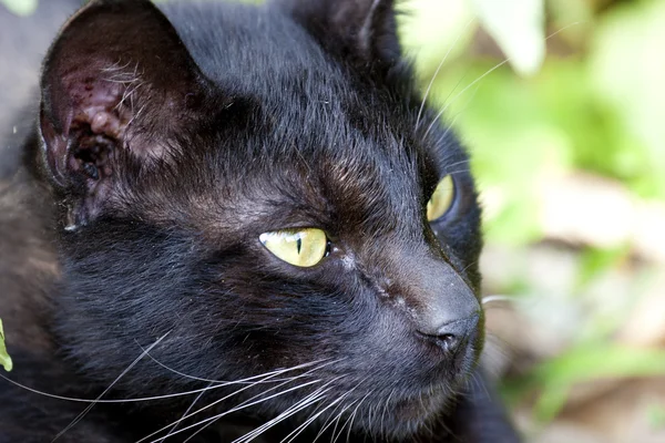 stock image Black Cat