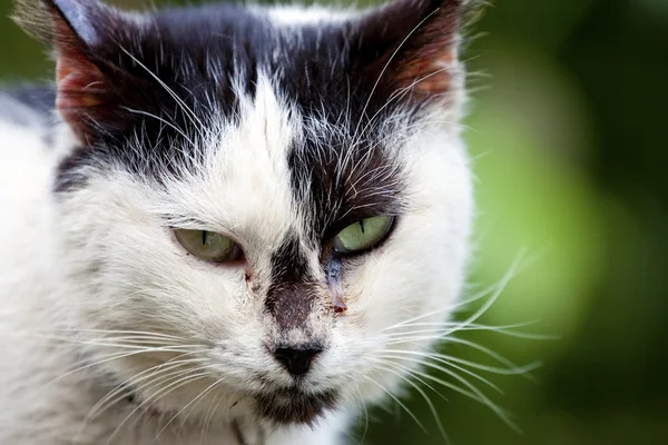 Stock image Kitty Cat