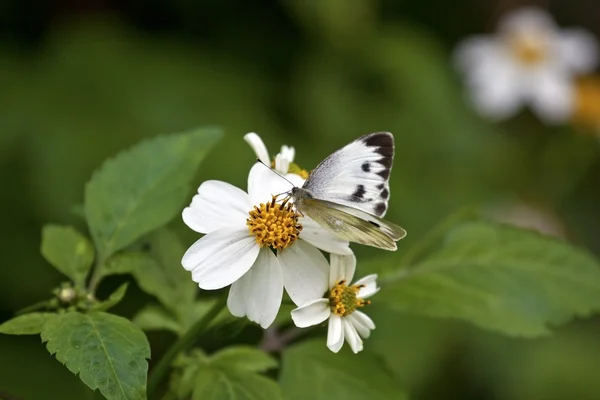 Pillangó és virág — Stock Fotó