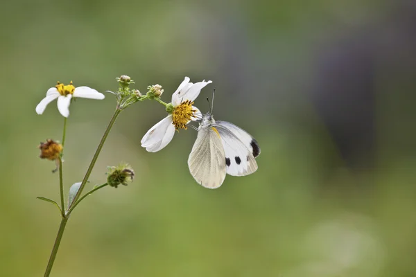 Bidens en witte vlinder — Stockfoto