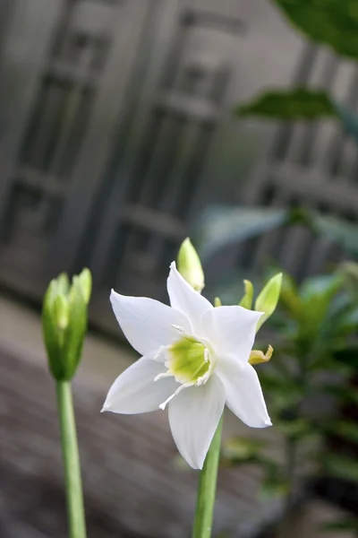 Biały flora — Zdjęcie stockowe