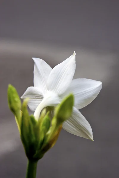White flora — Stock Photo, Image