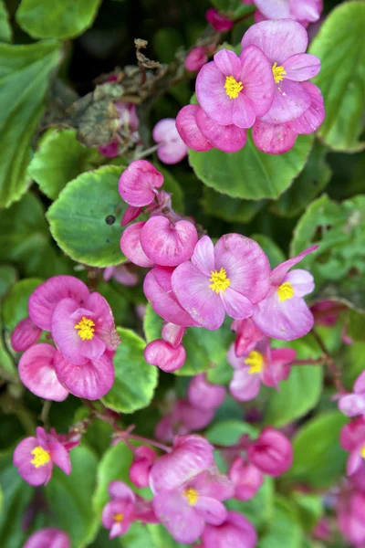 Flora colorata — Foto Stock
