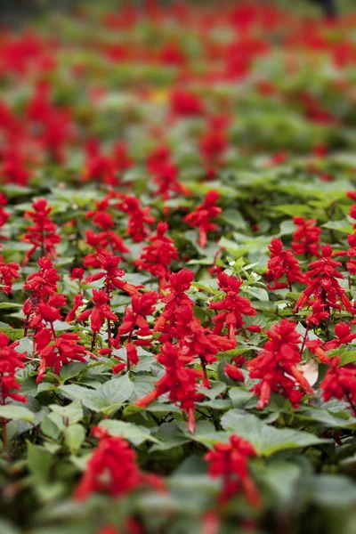 Красная флора — стоковое фото