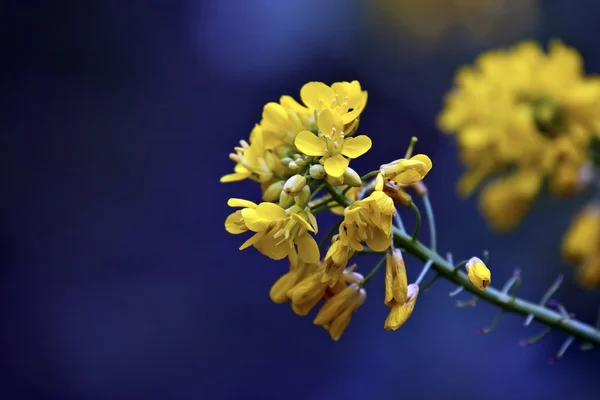 黄色植物区系 — 图库照片