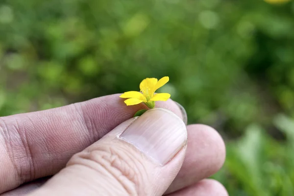 Yellow flora on hand — Stock Photo, Image