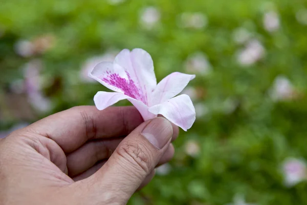 Hvid flora på hånden - Stock-foto