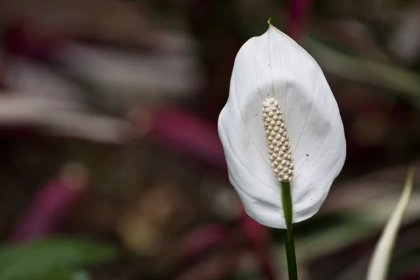 Белая флора — стоковое фото