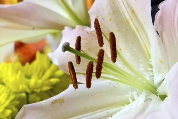 White flora — Stockfoto