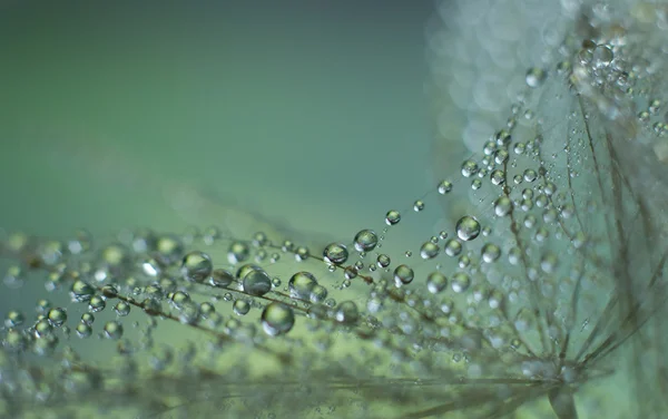 stock image Close-up of single dandelion seed with drops