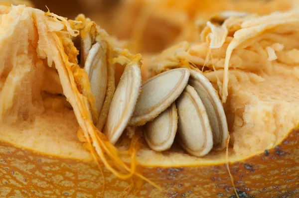 Seeds inside the pumpkin — Stock Photo, Image