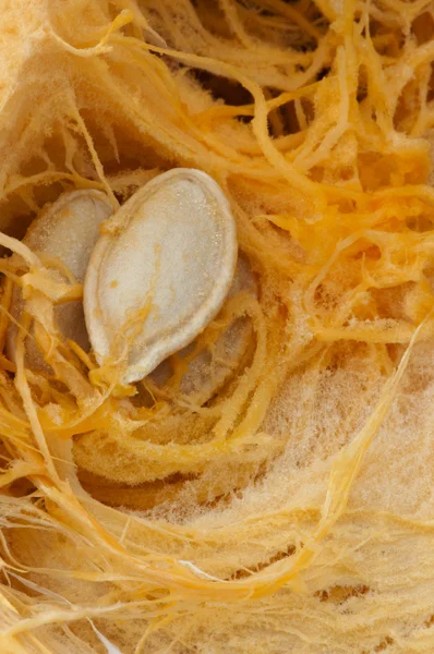 stock image Seeds inside the pumpkin