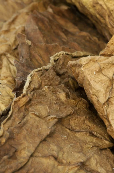 Suszonych liści tytoniu — Zdjęcie stockowe